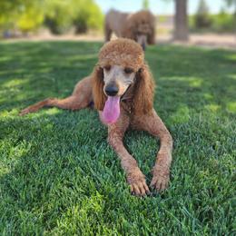 Sol - Poodle