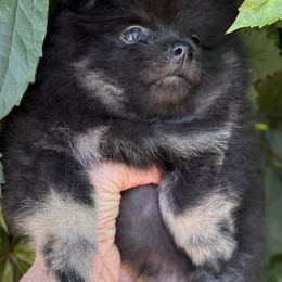 300 z x - Black and tan male Pomeranian puppy in Sacramento, California from M-J’s AKC Breeder of Merit of Show Pomeranians