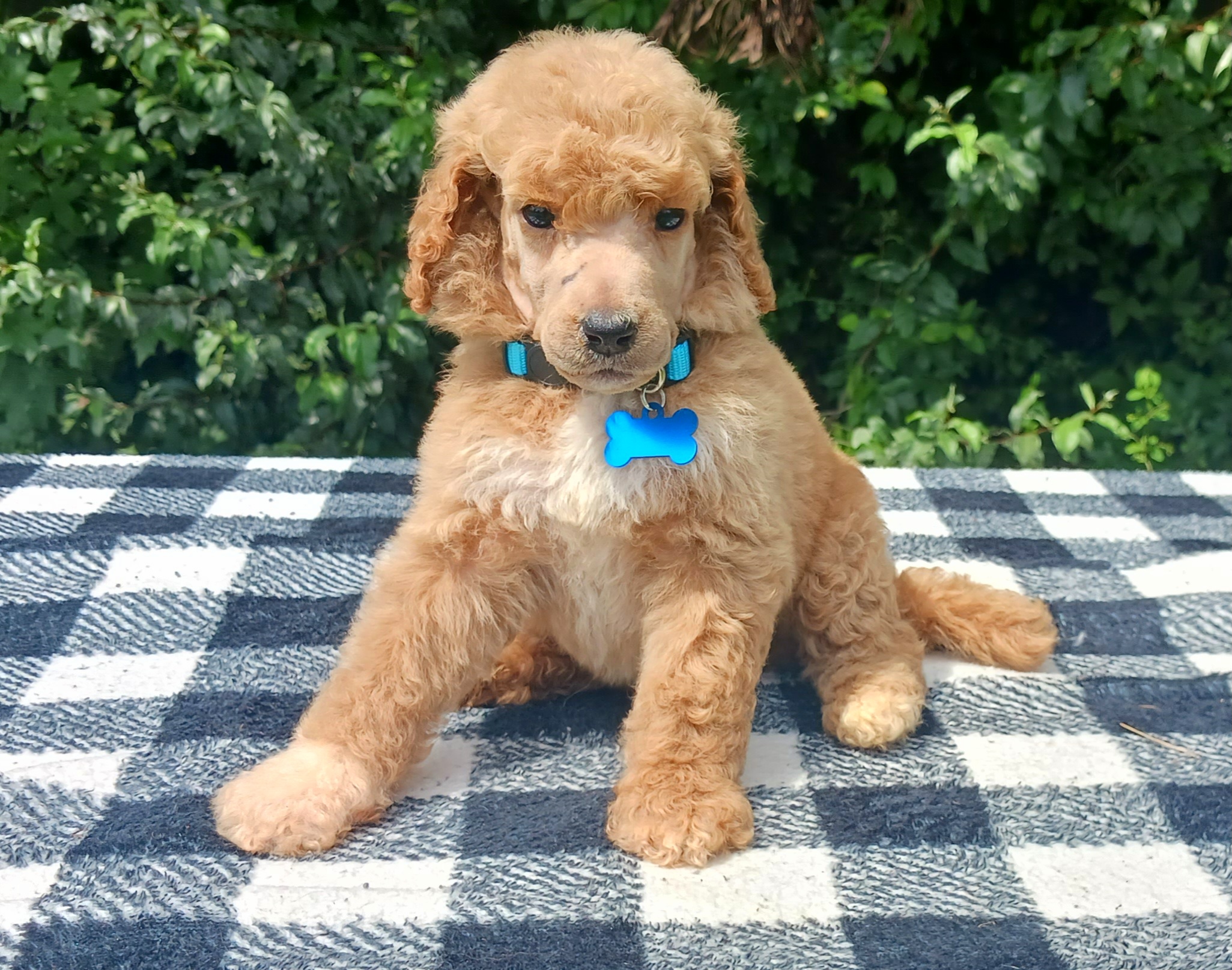Dalmatian and Poodle Puppies from Reeves Family Standards