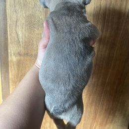 French Bulldog Puppies from Blue Apple Frenchies