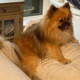 Max - Pomeranian