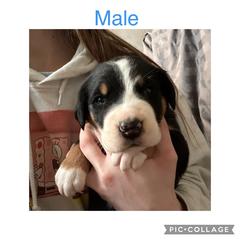 Boy 2 - Greater Swiss Mountain Dog puppy in Lower Burrell, Pennsylvania from Polyanna’s GSMD