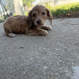 AKC Chocolate Based Shaded Cream - Cream male Dachshund puppy in Lehigh Acres, Florida from Ruby Rose Dachshund Dynasty
