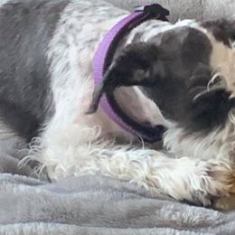 Miniature Schnauzers and Poodles from Shelly’s Pooches