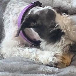 Miniature Schnauzers and Poodles from Shelly’s Pooches