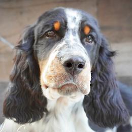 Boy 5 - Black white and tan male English Springer Spaniel puppy in Great Falls, Montana from Big Sky Springers