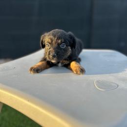 Beretta - Black tri female Miniature Australian Shepherd puppy in Queen Creek, Arizona from Arizona Aussies