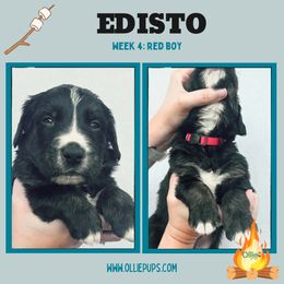 Edisto - male Golden Mountain Dog puppy in Boiling Springs, South Carolina from OlliePups, LLC
