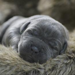 Boxer and Cane Corso Puppies from Soaring Royalty Canines LLC