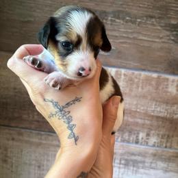Zero - Piebald male Dachshund puppy in Mountain Home, Arkansas from The Teacup Homestead Miniature Dachshunds
