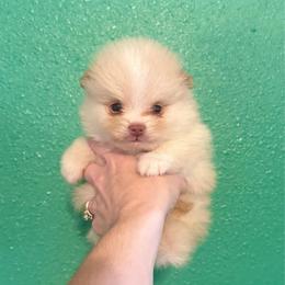 Luke - Beaver male Pomeranian puppy in Stroud, Oklahoma from Laik’s Little Shihtz & Poms
