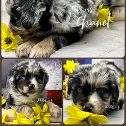 (8) Chanel, BMF - Blue merle female Miniature American Shepherd puppy in Huntington, Texas from JKKJ Farms, LLC