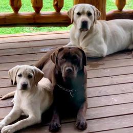 Labrador Retrievers from Thistle Hill Labradors