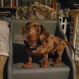 Chihuahua and Dachshund Puppies from Hope's pups