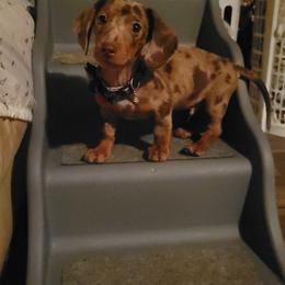 Chihuahua and Dachshund Puppies from Hope's pups