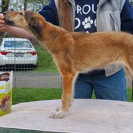 Dorogoy - Sabled red female Borzoi puppy in Washougal, Washington from Agust Borzoi