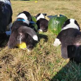 Cardigan Welsh Corgi and Mudi Puppies from Kahukura Cardigans