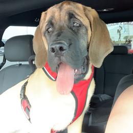 Mastiff Puppies from Mama’s Mastiffs