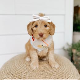 Chef - Yachties - Caramel female Australian Labradoodle puppy in Syracuse, Indiana from The Doodle Cove