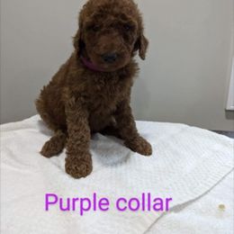 Girl 2 - Red  Poodle puppy in Gastonia, North Carolina from Singer Standards