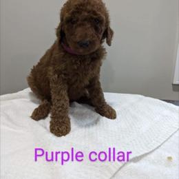 Girl 2 - Red  Poodle puppy in Gastonia, North Carolina from Singer Standards