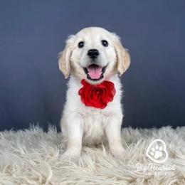 Sadie - white and lemon female Companion Cross puppy in Utah County, Utah from Big Hearted Breeders