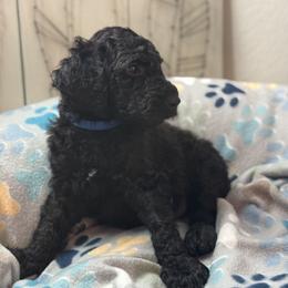 Goldendoodle Puppies from Daisy’s Doodles