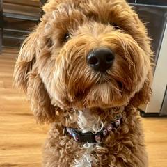 Double Doodles, Goldendoodles, and Labradoodles from Delta Doodless