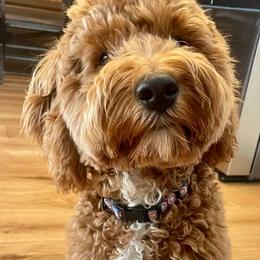 Double Doodles, Goldendoodles, and Labradoodles from Delta Doodless