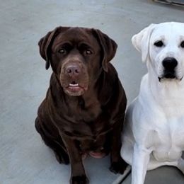 Labrador Retrievers from Smith's Labradors