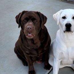 Labrador Retrievers from Smith's Labradors