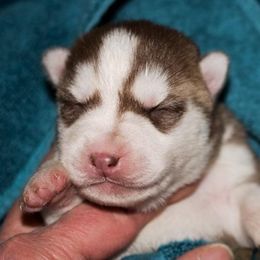 Siberian Husky Puppies from Sassenach Siberians