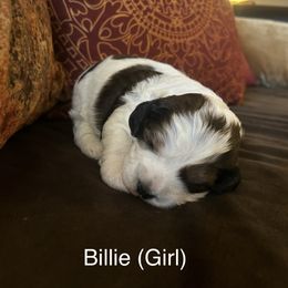 Billie - Liver white and tan Springerdoodle puppy in Tempe, Arizona from Springerdoodles Plus AZ