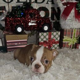 Boston Terrier Puppies from Tellier's AKC Boston Terriers Missouri