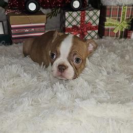 Boston Terrier Puppies from Tellier's AKC Boston Terriers Missouri