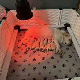 Labrador Retriever Puppies from SR Labrador Retrievers