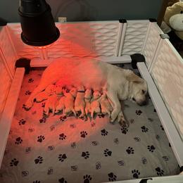 Labrador Retriever Puppies from SR Labrador Retrievers