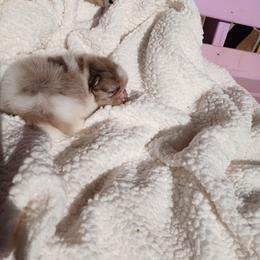 Prince Charming - Chocolate merle male Pomeranian puppy in Ada, Oklahoma from Once Upon A Puff