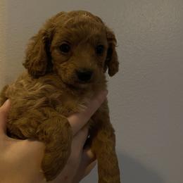 Nellie - Apricot female Cavapoo puppy in Maple Falls, Washington from Daisy’s Cuddly Cavapoo