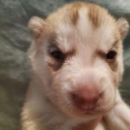 Cinnamon (orange) - Red and white female Siberian Husky puppy in Elk River, Minnesota from Naturez Siberians