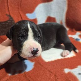 Mantle Male C - Mantle male Great Dane puppy in Golconda, Illinois from Breken Great Danes