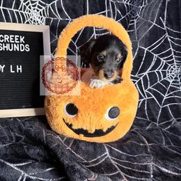 Garrick - Piebald male Dachshund puppy in Rosanky, Texas from Sandy Creek Miniature Dachshunds