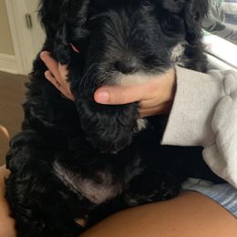 Sheepadoodle Puppies from Riley Grace Puppies