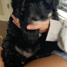 Sheepadoodle Puppies from Riley Grace Puppies