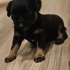 Girl 1 - female Brussels Griffon puppy in Fyffe, Alabama from BamaBrussels