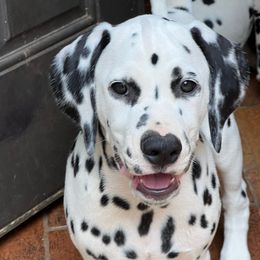Travel - White and black Dalmatian puppy in Cleveland, Texas from Arrowhead Dalmatians
