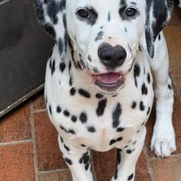 Travel - White and black Dalmatian puppy in Cleveland, Texas from Arrowhead Dalmatians