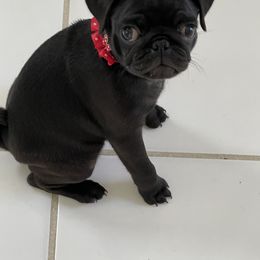 Pug Puppies from Camp Pug