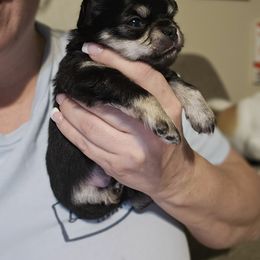 Chihuahua Puppies from Pretty Little Chis