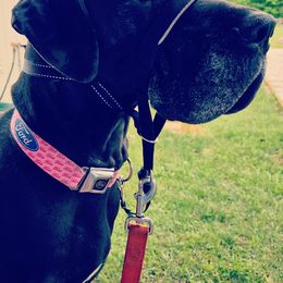 Great Danes from Victory Danes